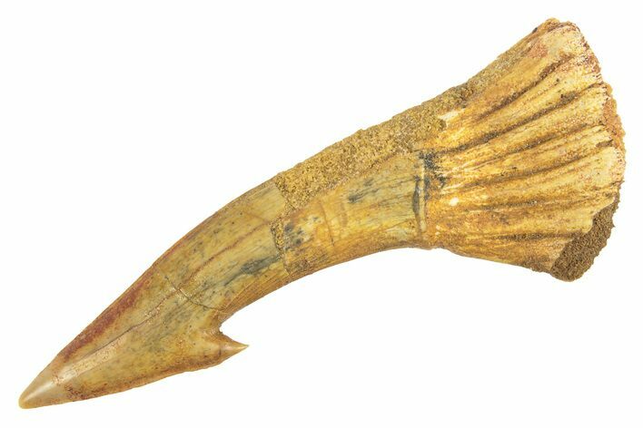 Fossil Sawfish (Onchopristis) Rostral Barb - Morocco #260943